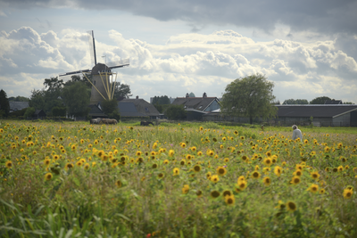904963 Gezicht op een veld met zonnebloemen bij Groenekan, met links op de achtergrond de molen Geesina ...